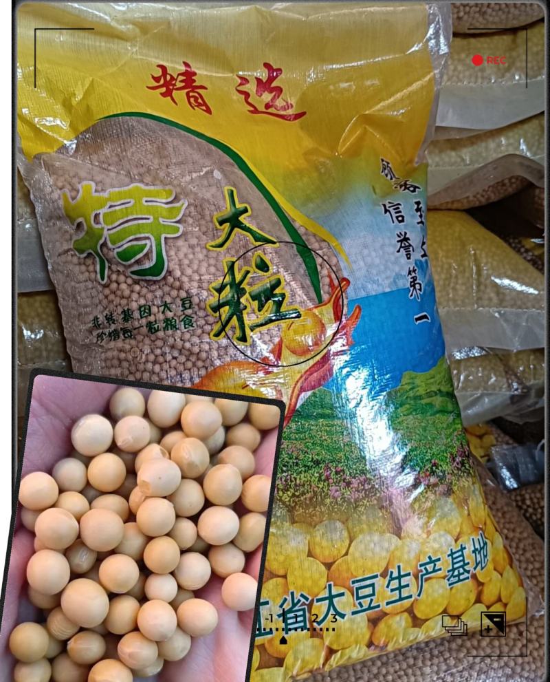 特大粒豆浆黄豆东北黄豆做豆腐高蛋白非转基因大豆精选黄豆