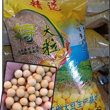 特大粒豆浆黄豆东北黄豆做豆腐高蛋白非转基因大豆精选黄豆