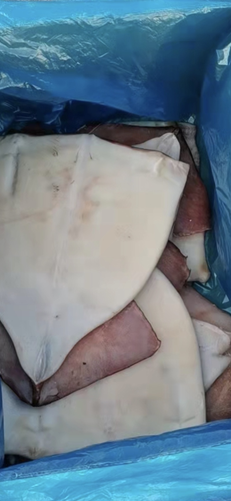 10斤装单冻大鱿鱼🦑