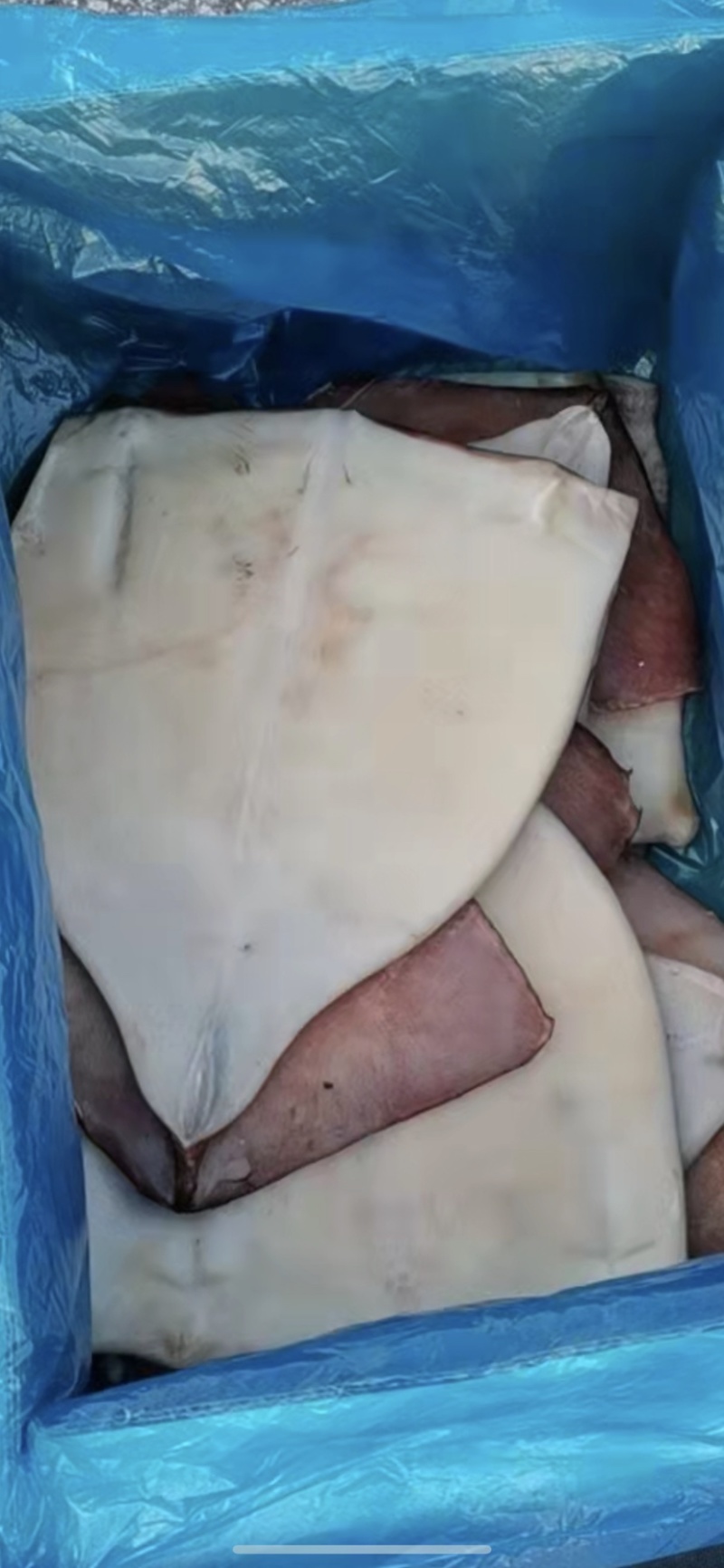 10斤装单冻大鱿鱼🦑