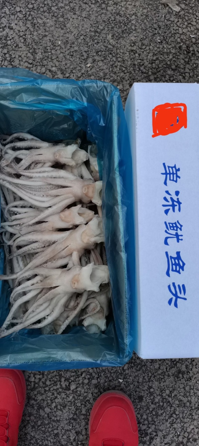 10斤装单冻大鱿鱼🦑