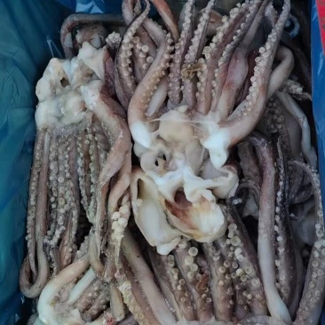 10斤装单冻大鱿鱼🦑