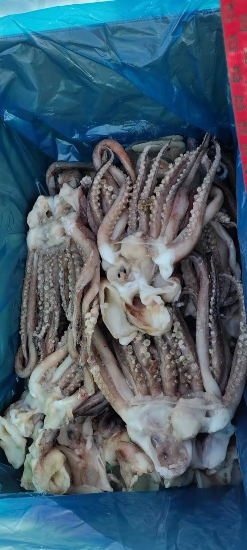 10斤装单冻大鱿鱼🦑