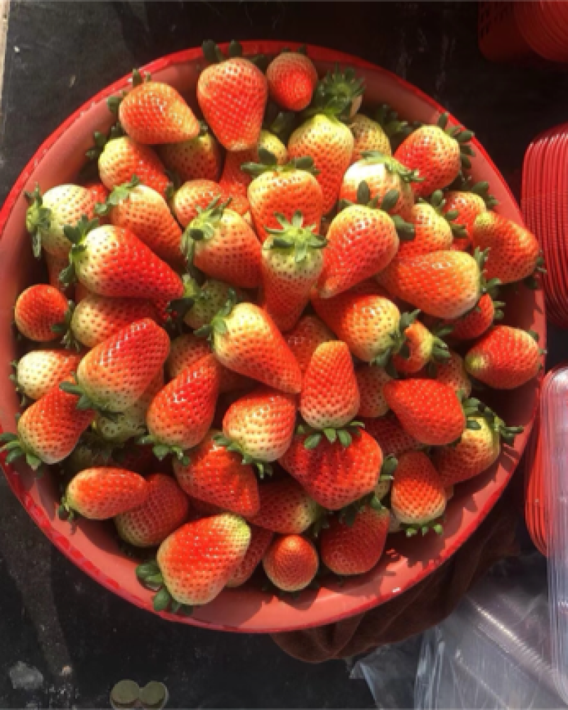 安徽草莓天仙醉草莓加工果对接工厂货可视频看货