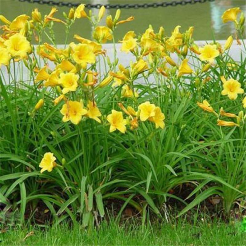 风雨兰盆栽葱兰花宿根花卉花坛花镜绿化地被植物