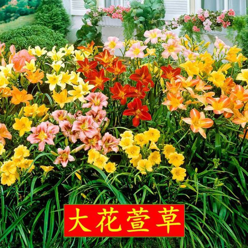 风雨兰盆栽葱兰花宿根花卉花坛花镜绿化地被植物