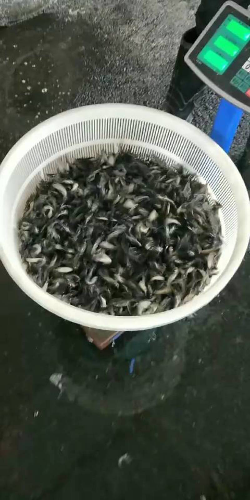 重庆鲶鱼苗及成品鱼鱼塘直供成活率高全国发货