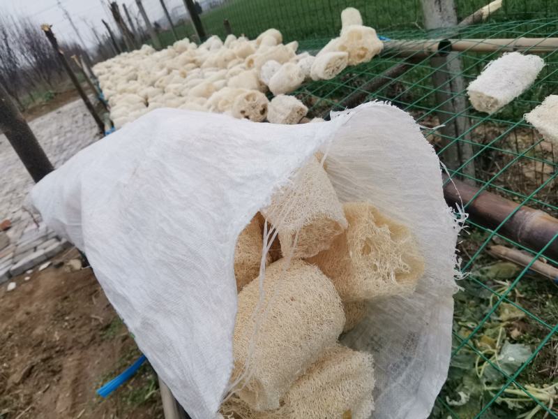 丝瓜络水瓜丝瓜瓢洗碗神器笨瓜菜丝瓜老丝瓜瓤