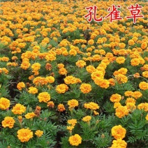 孔雀草草花价格搭配欧石竹三色堇金鸡菊组合图案花镜花坛