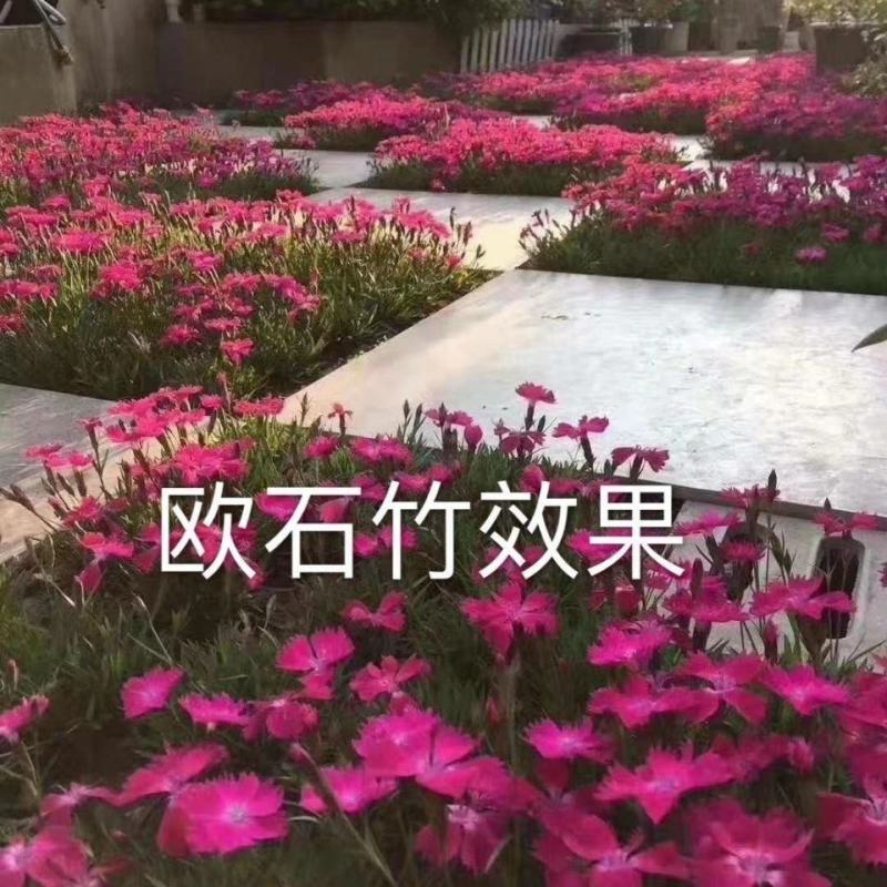 孔雀草草花价格搭配欧石竹三色堇金鸡菊组合图案花镜花坛