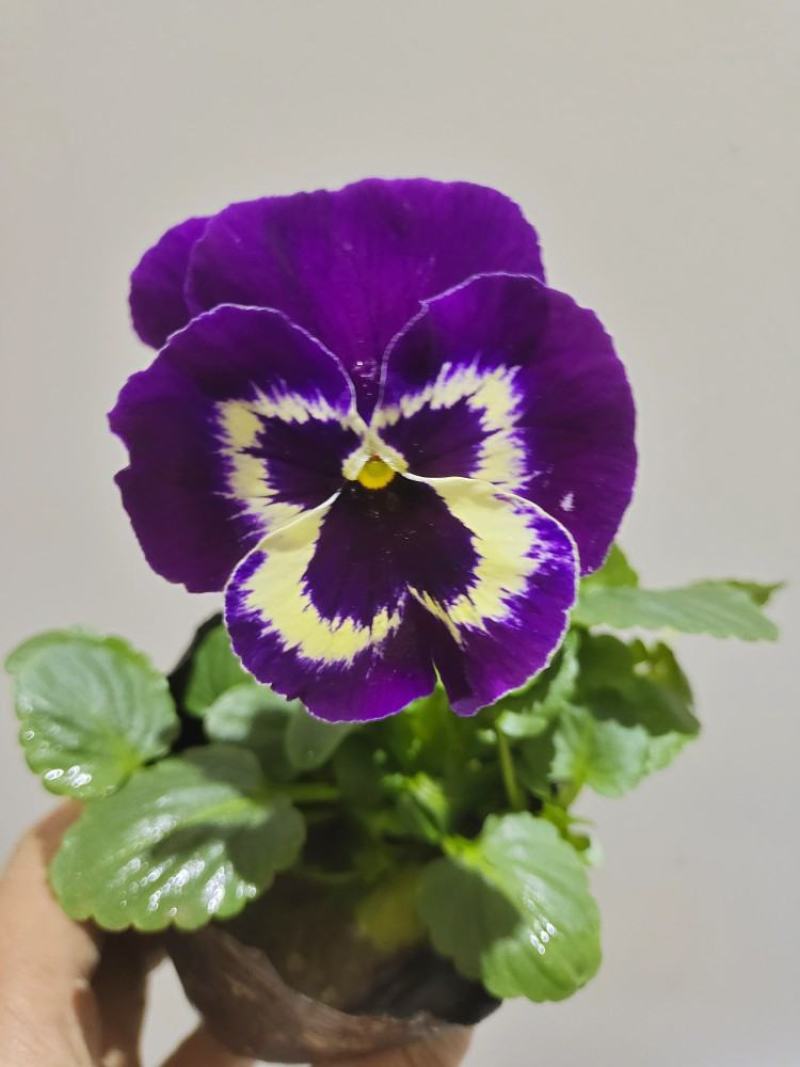 三色堇草花盆栽价格绿化工程花坛花镜组合图案美化环境