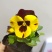 三色堇草花盆栽价格绿化工程花坛花镜组合图案美化环境