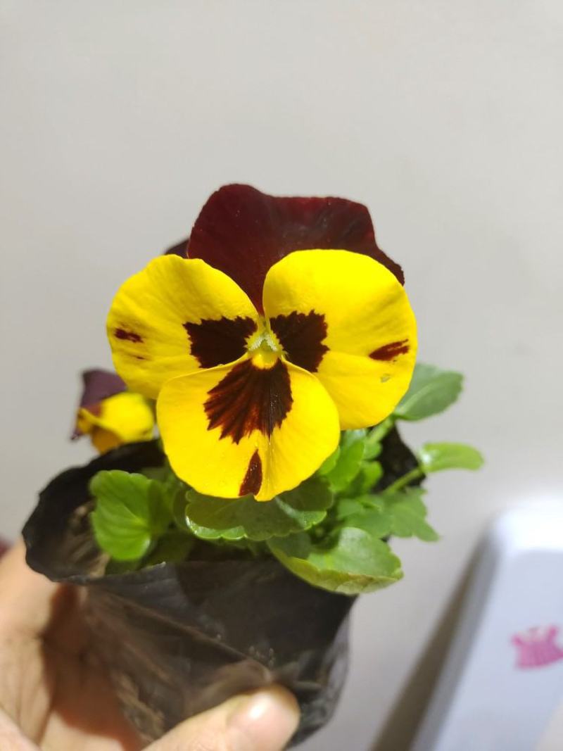 三色堇草花盆栽价格绿化工程花坛花镜组合图案美化环境