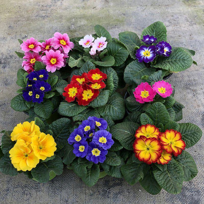 报春花百日草万寿菊草花价格绿化花坛花镜组合图案美化