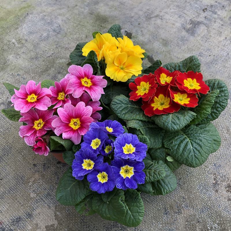 报春花百日草万寿菊草花价格绿化花坛花镜组合图案美化