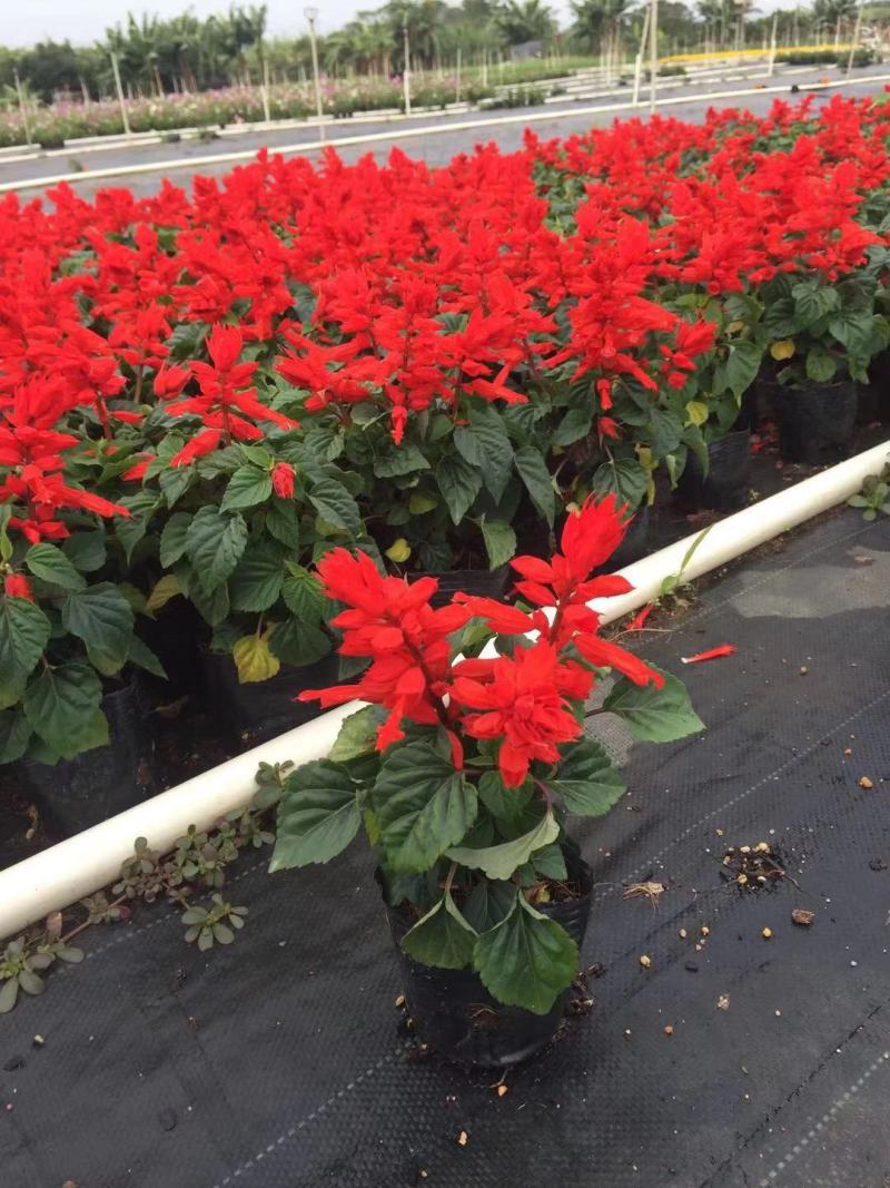 报春花百日草万寿菊草花价格绿化花坛花镜组合图案美化