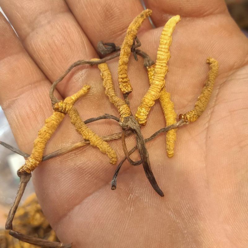 西藏那曲冬虫夏草虫草非种植虫草产地直销那曲冬虫夏草全国包
