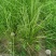 香根草香根草自产自销香根草价格香根草批发