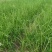 香根草香根草自产自销香根草价格香根草批发