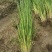 香根草香根草自产自销香根草价格香根草批发