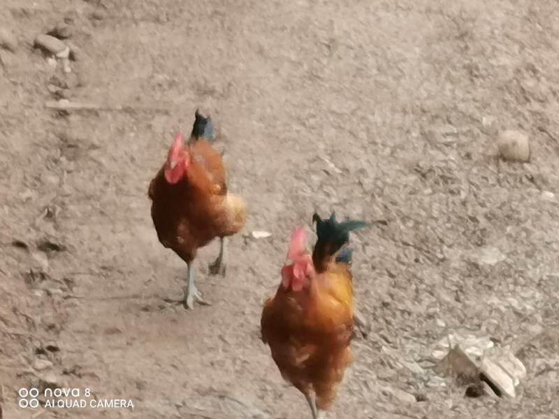 原生态桃树林下养殖纯粮食土鸡