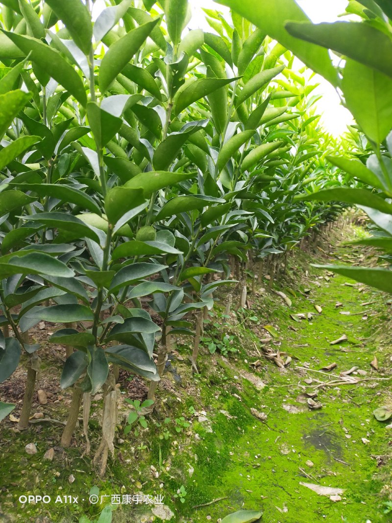 柑桔苗美国糖桔苗东方红桔苗世纪红苗无病苗