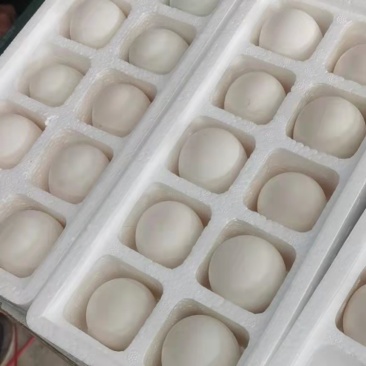 网红爆品，精品小鹅蛋，爆单好产品，欢迎订购