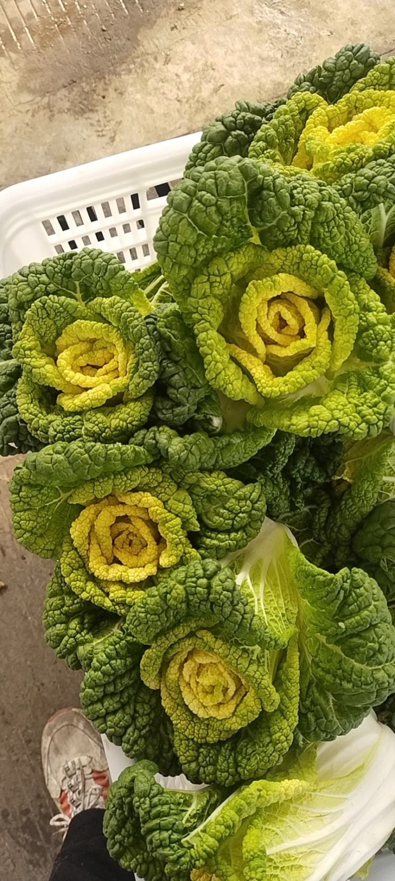黄玫瑰
