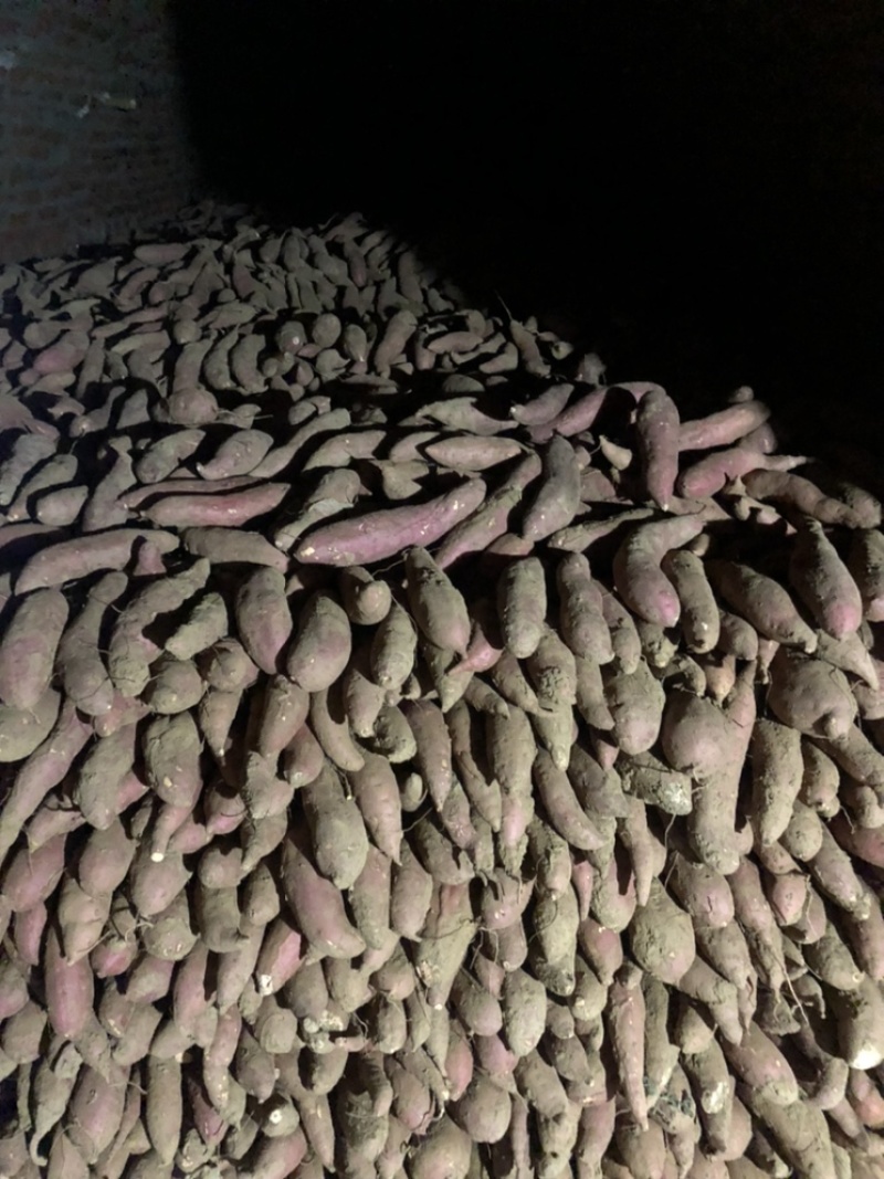 精品西瓜地瓜大量有货需要的联系颜色条形都很好