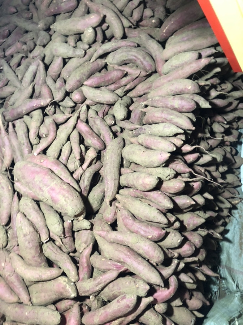 精品西瓜地瓜大量有货需要的联系颜色条形都很好