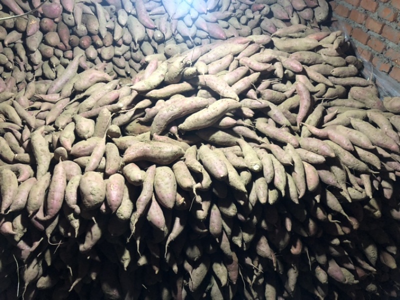 精品西瓜地瓜大量有货需要的联系颜色条形都很好