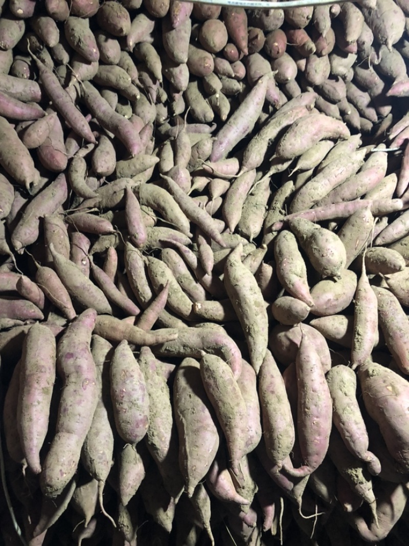 精品西瓜地瓜大量有货需要的联系颜色条形都很好