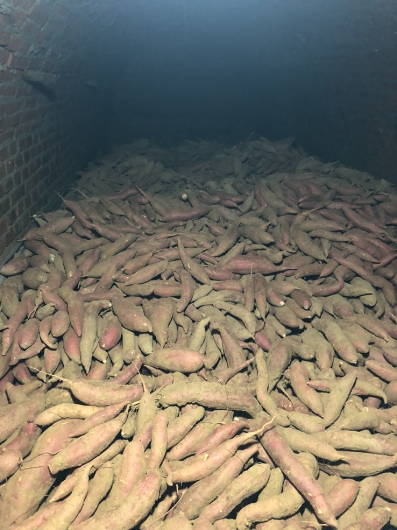 精品西瓜地瓜大量有货需要的联系颜色条形都很好