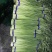 【蒜薹】金乡红帽蒜苔产地直发无霉斑量大从优品质保证