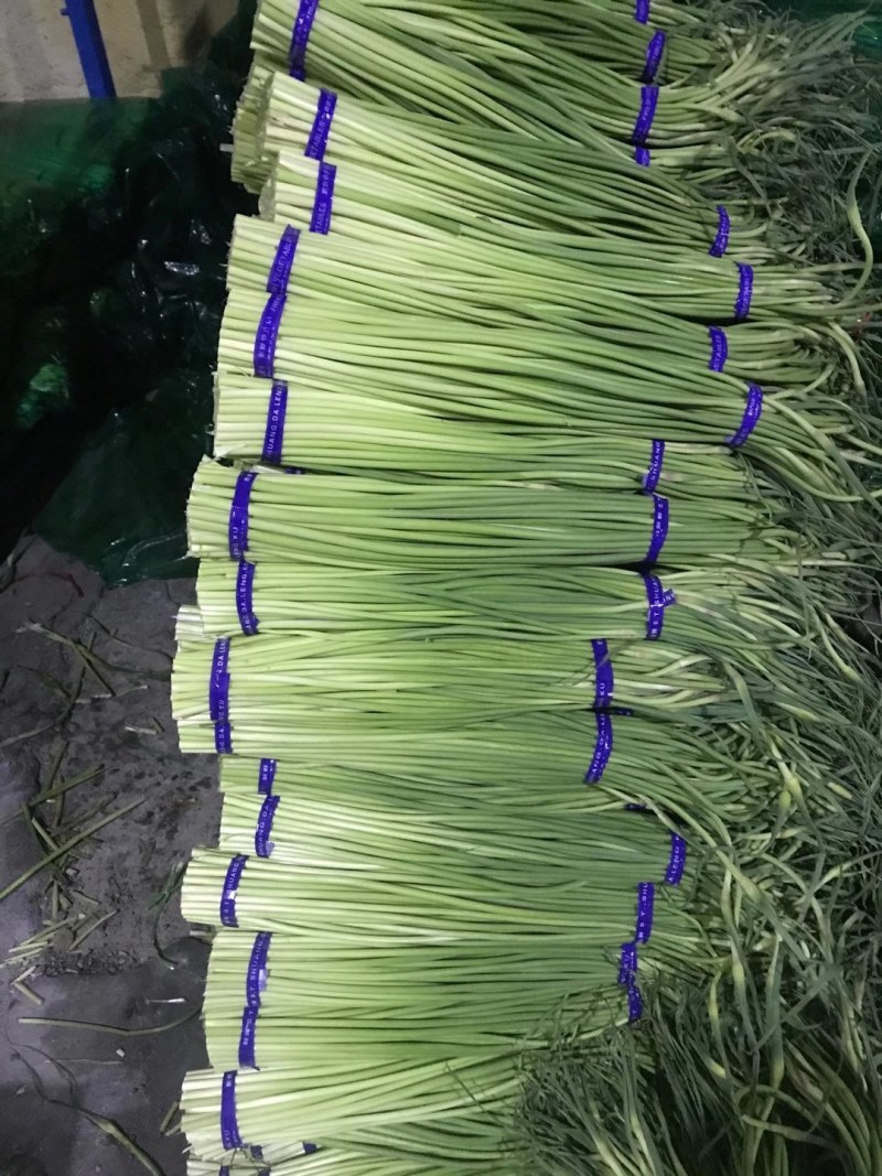 【蒜薹】金乡红帽蒜苔产地直发无霉斑量大从优品质保证
