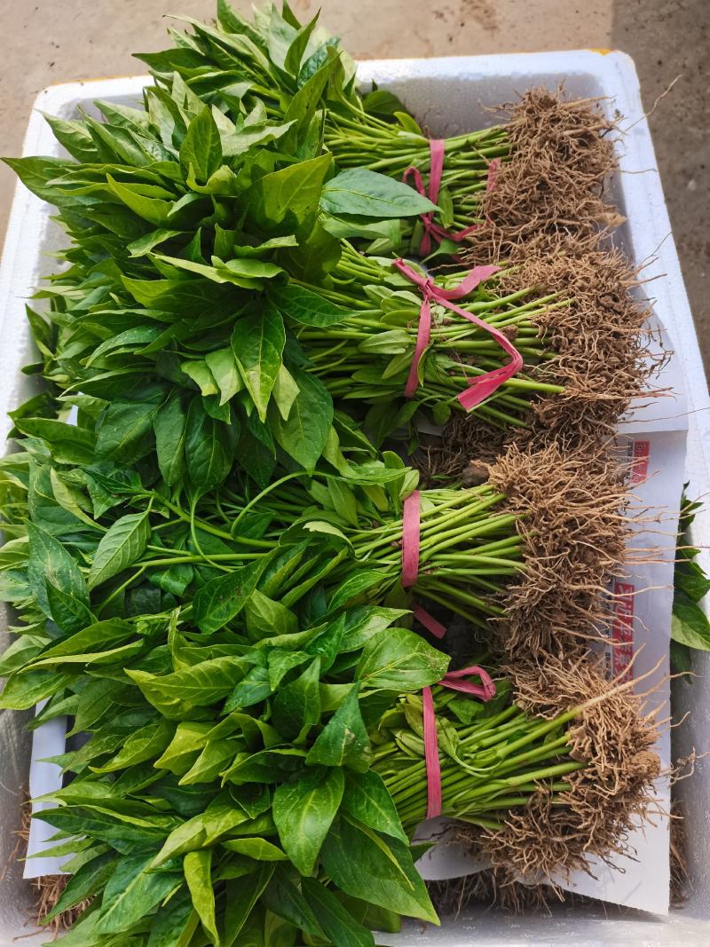 辣椒苗綫椒苗黄皮綫椒薄皮线椒二荆条8号线椒3号线椒苗