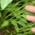 辣椒苗綫椒苗黄皮綫椒薄皮线椒二荆条8号线椒3号线椒苗