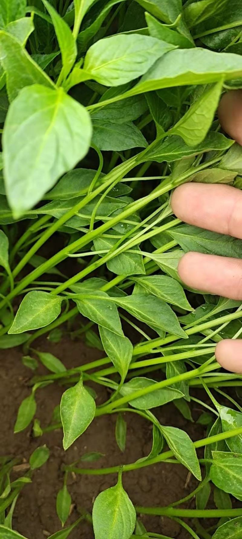 辣椒苗綫椒苗黄皮綫椒薄皮线椒二荆条8号线椒3号线椒苗