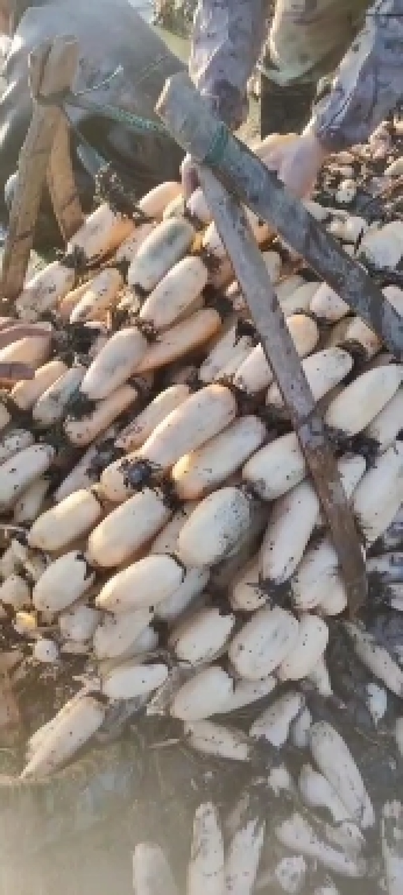 莲藕，新鲜35白莲藕泗阳上货中，莲藕特别白嫩，口感甜脆。