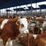 西门塔尔牛犊肉牛基地发货包成活包技术指导买十送一