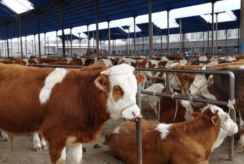 西门塔尔牛犊肉牛基地发货包成活包技术指导买十送一
