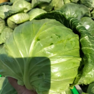 甘蓝，圆包菜，大棚鲜菜，净菜上车，货源充足，保证质量