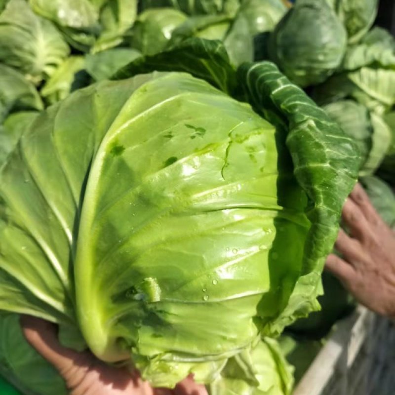 甘蓝，圆包菜，大棚鲜菜，净菜上车，货源充足，保证质量