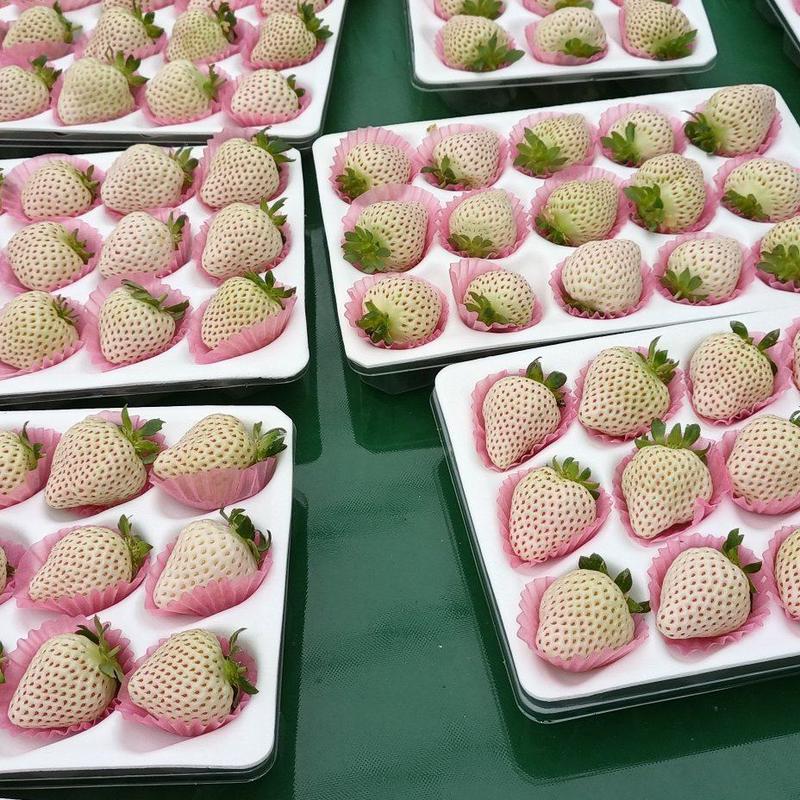 草莓白草莓规格品类齐全精品包装现货现发