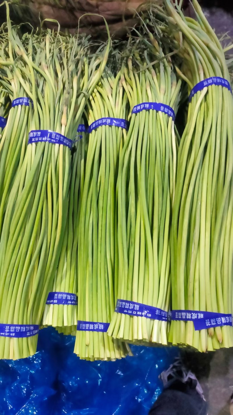 红帽白帽蒜苔！济宁鱼台县，蒜苔大量上市中，苔条鲜绿，