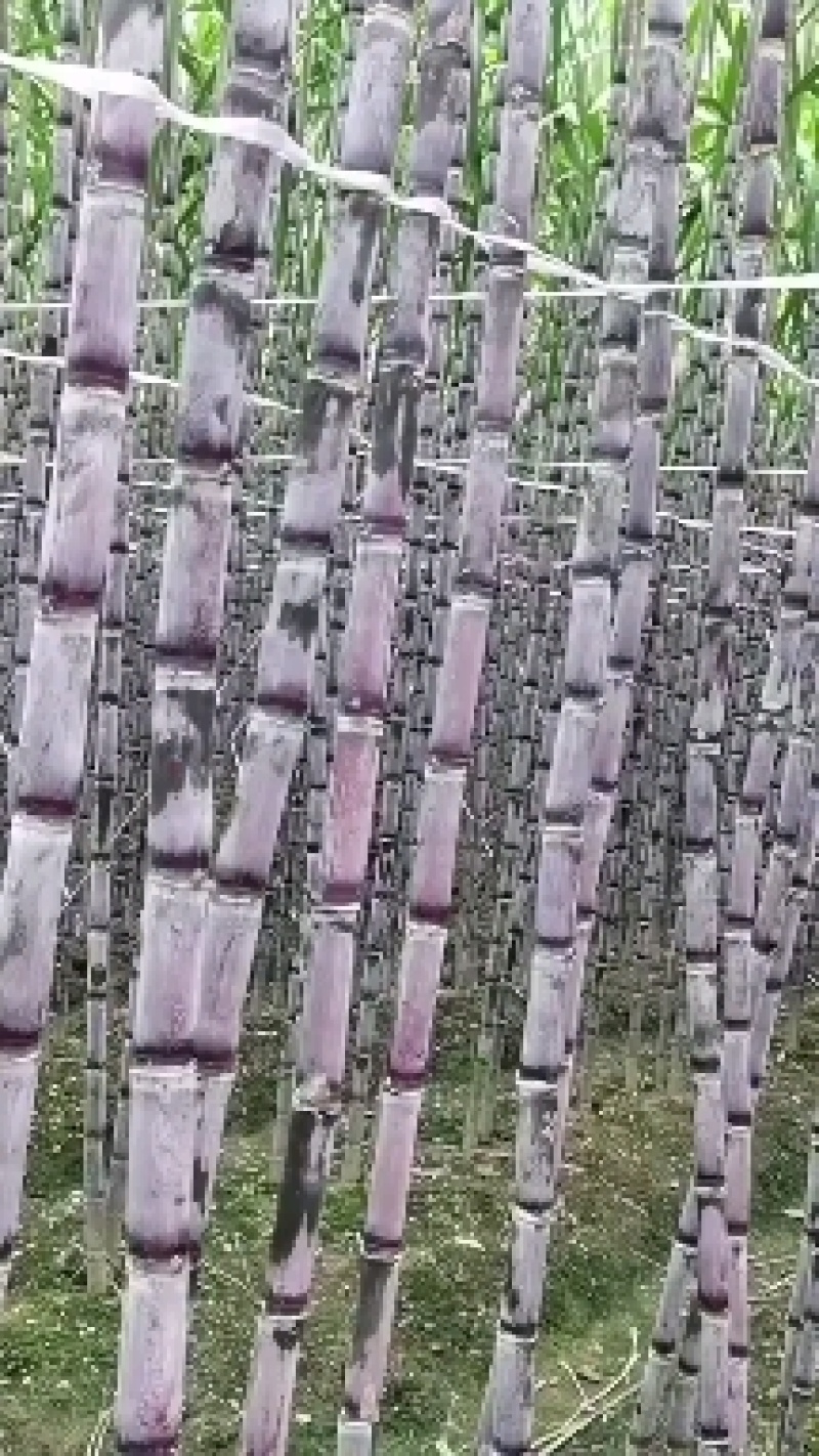 贵州甘蔗紫皮甘蔗产地发货，一手货源货量充足欢迎选购