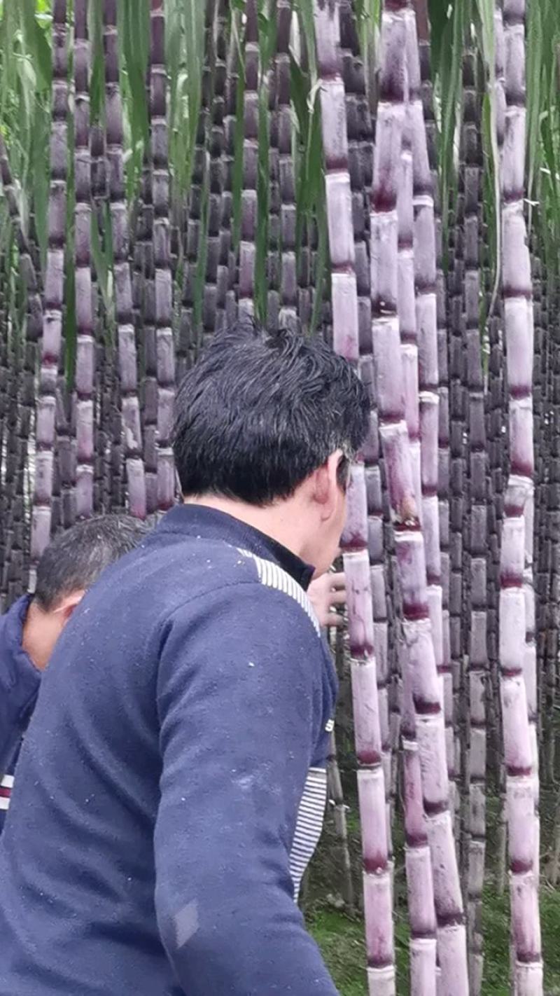 贵州甘蔗紫皮甘蔗产地发货，一手货源货量充足欢迎选购