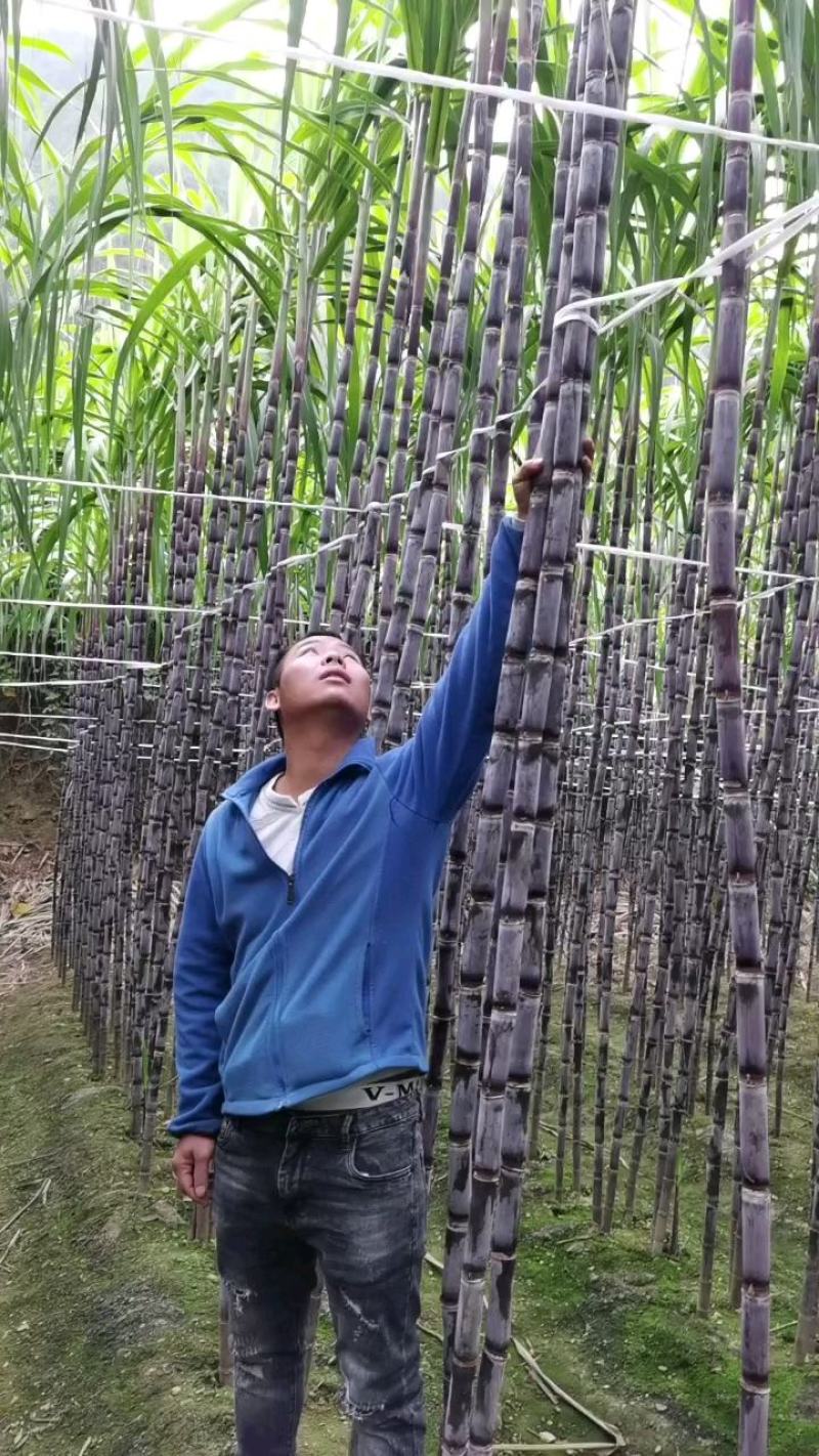 贵州甘蔗紫皮甘蔗产地发货，一手货源货量充足欢迎选购