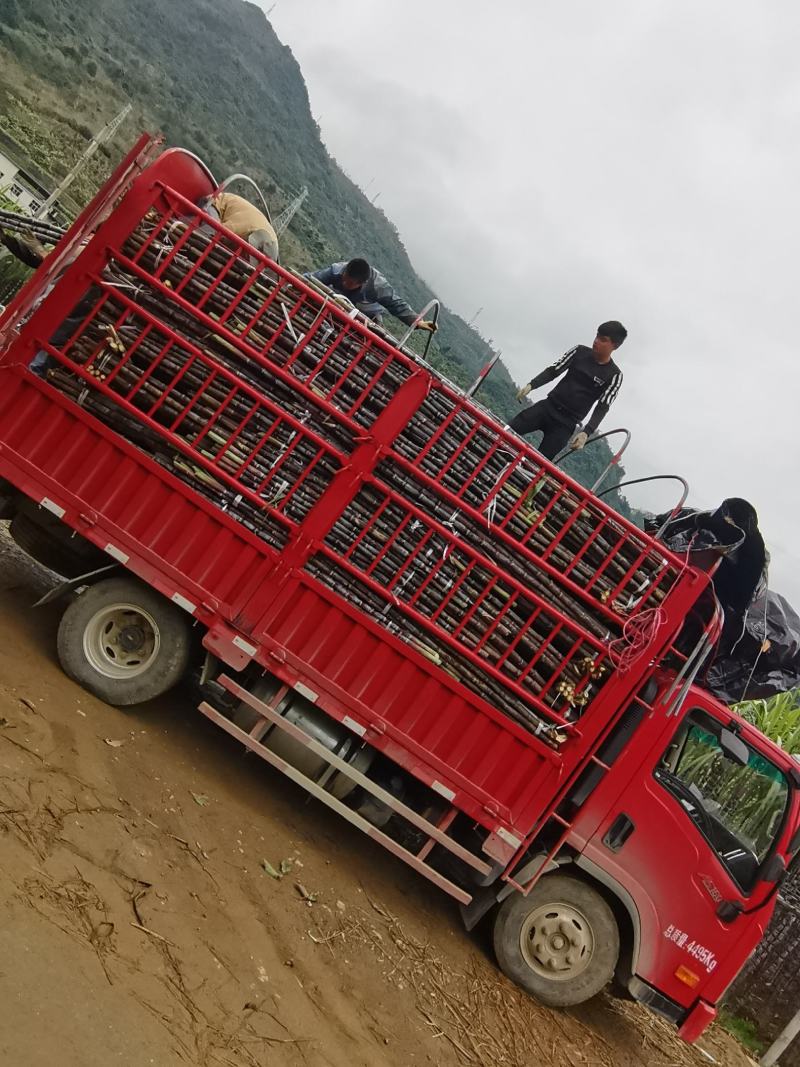 贵州甘蔗紫皮甘蔗产地发货，一手货源货量充足欢迎选购