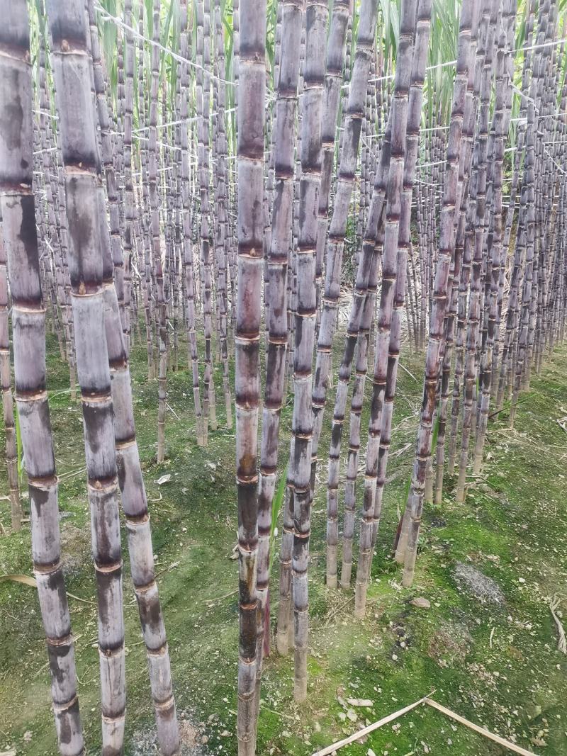 贵州甘蔗紫皮甘蔗产地发货，一手货源货量充足欢迎选购
